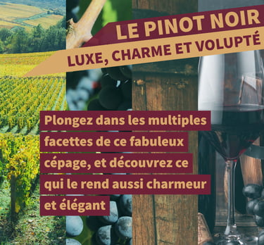 cours oenologie vin pinot noir bourgogne