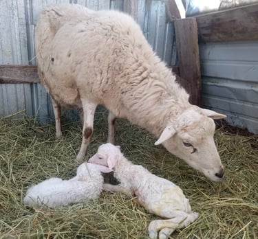 a sheep with two white lambs in the hay