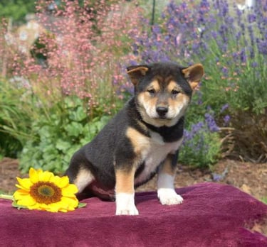 Shiba Inu Puppies for Sale 