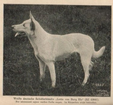 Lotte von Burg Elz histoire du berger blanc suisse