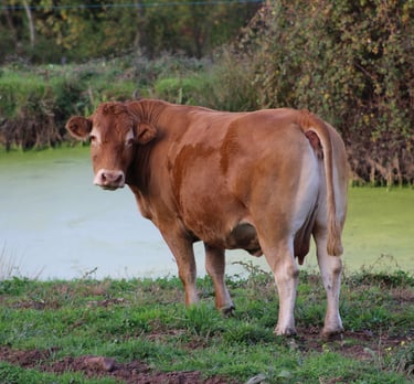 Vache qui regarde la caméra au bord de l'eau