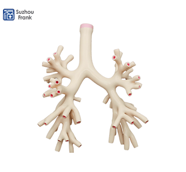 Suzhou Frank Endoscopy Simulator
