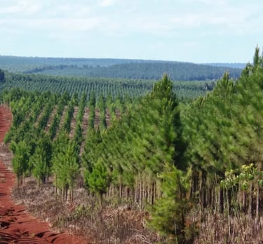 A vast pine tree plantation with rows of young trees and a red dirt path winding through the sustainable forest.