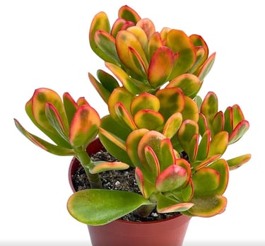 Jade plant (Crassula) thriving in fast-draining desert soil mix for succulent root protection.