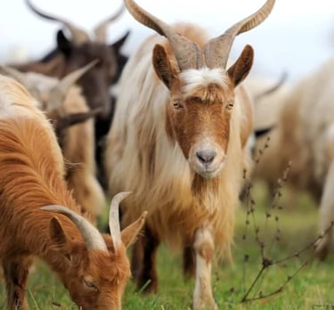 Kashmir Goats