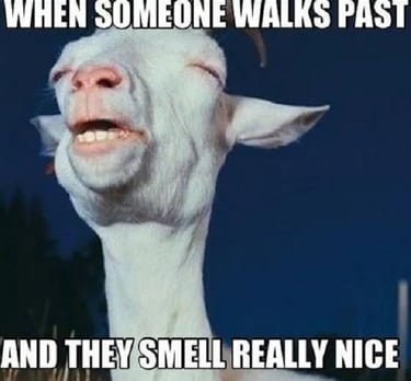 goat smelling perfume meme