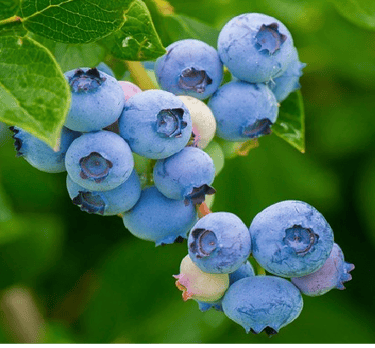 Blueberries