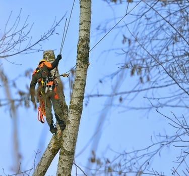 Rooted Brothers Safely Climbing & Removing Tree Top