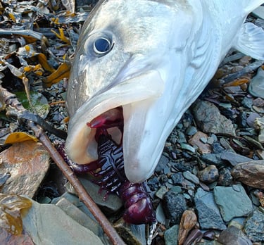 54cm Bass with Red Craw