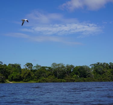 A white bird flies over a tropical river lined with dense green jungle trees under a blue sky.