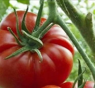 Ayaş Domatesi ve Scoville Acı Sos 