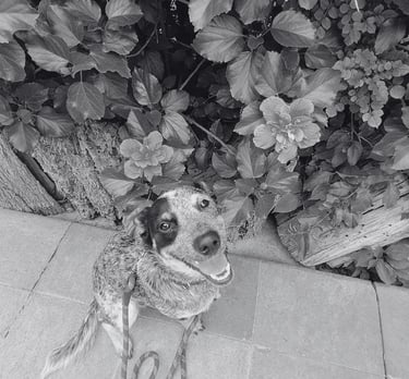 Blue Heeler sonriente sentado en un patio de piedra junto a flores de jardín en flor.