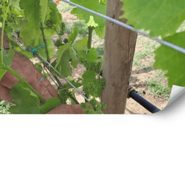 Asesoría en agricultura ecológica para viñedos en Mallorca