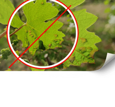 Control ecológico de plagas en viñedos de Mallorca