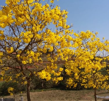 Ipê Amarelo