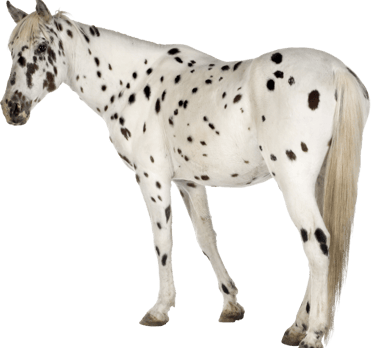 Ostéopathie sur cheval