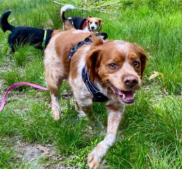 Dog coaching Brussels, behavior specialist