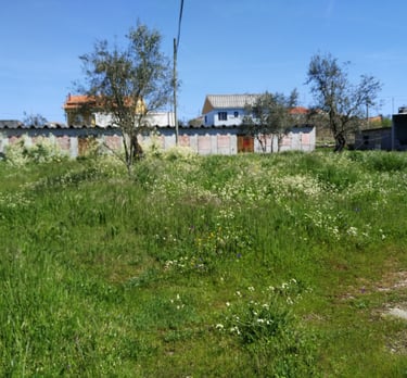 a field with grass and olive trees