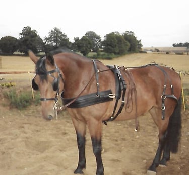 set of leather driving harness