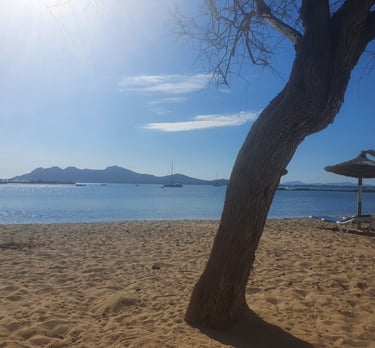a tree that is sitting on the sand in Alcudia beach