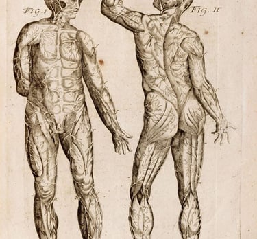 antica immagine anatomia