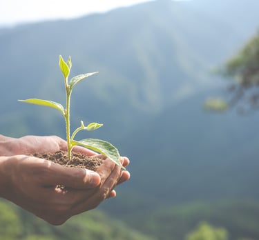 Hands holding a small green plant seedling with soil against a blurred mountain background.