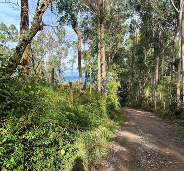 Caminos tranquilos en medio de la naturaleza