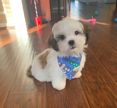 Perfect Paw Pups Mal-Shi Puppy Litter MalSh Fur Babies 