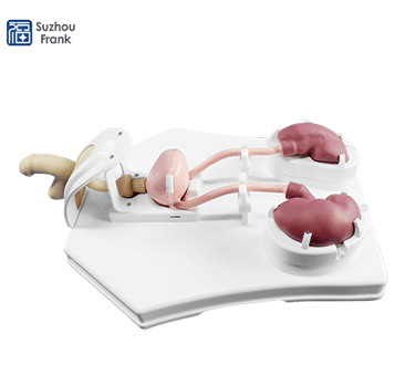 Urological Endoscopy Training Model