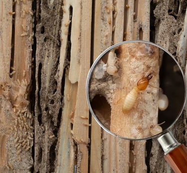 diagnostic termites état parasitaire