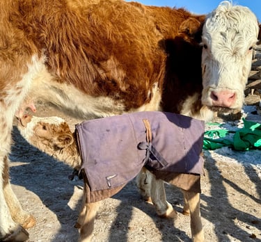 A young calf nursing from its mother