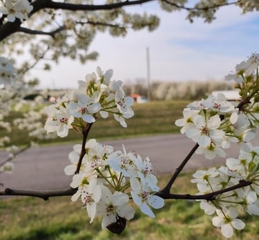 Closeup of white Bradford Pear flowers at the peak of bloom