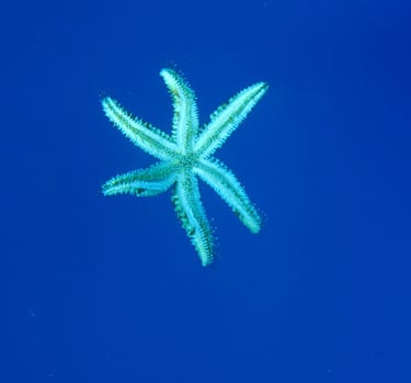 Ocean literacy