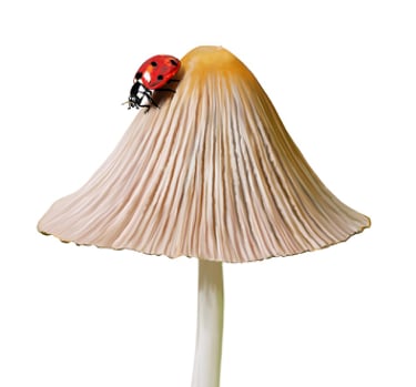 Common bonnet illustration lady beetle