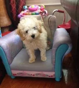 maltipoo