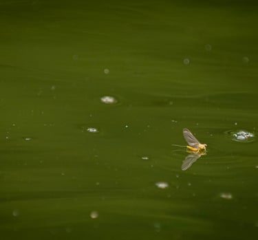 The Suphur mayfly on the South Holston River.