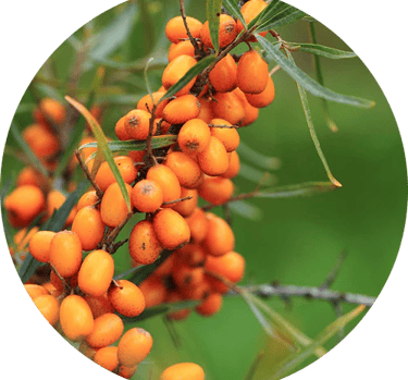 Fresh Sea Buckthorn berries undergoing multi-stage cleaning and washing in a hygienic Wellwith Ayuze