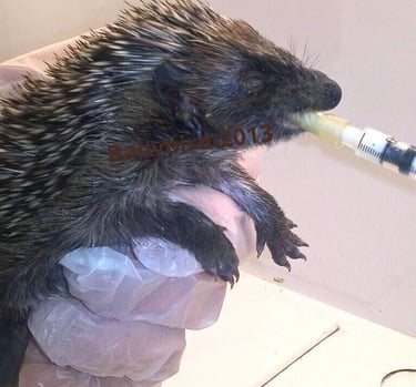 A wildlife rehabilitator hand-feeding a rescued baby hedgehog using a small syringe.