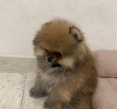 Teacup Pomeranian Puppies for Sale
