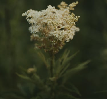 Biostimulant Reine des Prés