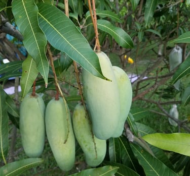 A cluster of 'Maha Chanok' mangoes hanging from a branch in sub-tropical, Luro Grove, Miami.