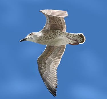 Juvenile Herring Gull in flight