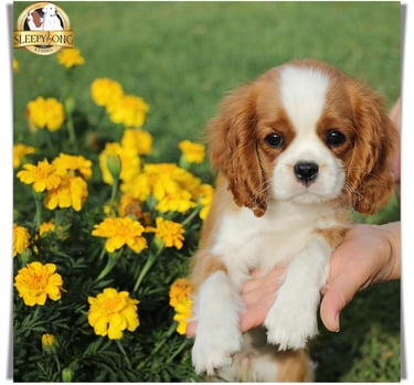 Sleepysong Kennel Cavalier King Charles Litter ''D'' Female