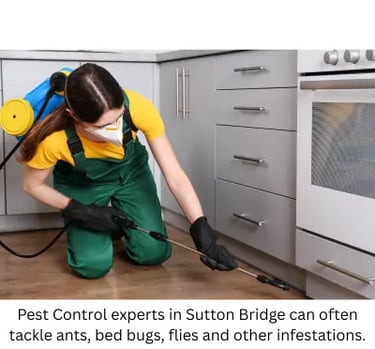 Pest control expert in Sutton Bridge inspecting  a kitchen.