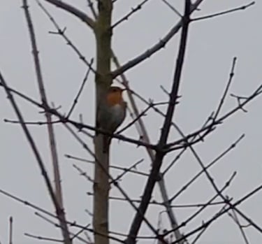 Rotkelchen im Baum