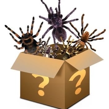 Spider Mystery Box
