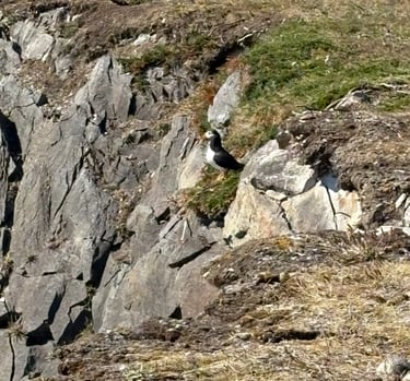 Puffin in Newfoundland 