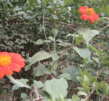 [Download] Flores aleatórias em campos abertos da natureza.