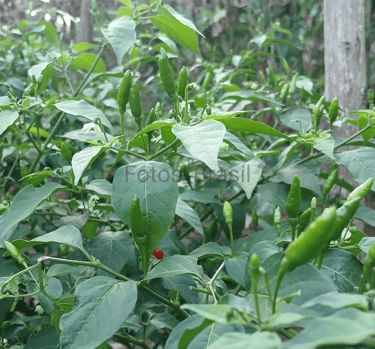 [Download] Pimenta malagueta, extremamente ardida.