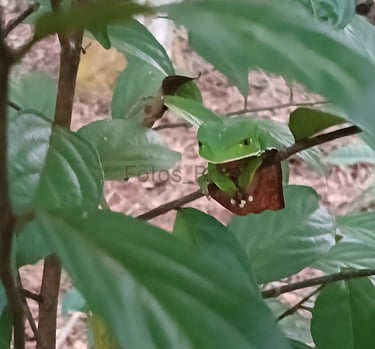 [Download] Uma pequena árvore na floresta e entre seus galhos uma perereca camuflada